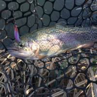 Jarn� pstruhovinky