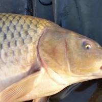 NOVINKA: 14-dielne kapr�rske sety a univerz�lne sety pre ka�d�ho ryb�ra