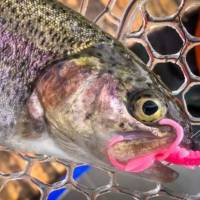 Pstruhov� n�strahy FishUp s� st�vkou na istotu