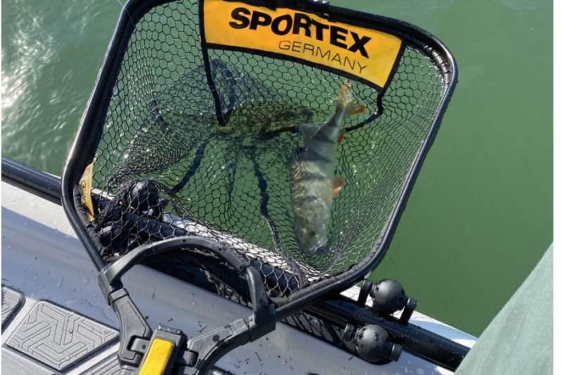Sportex podberk